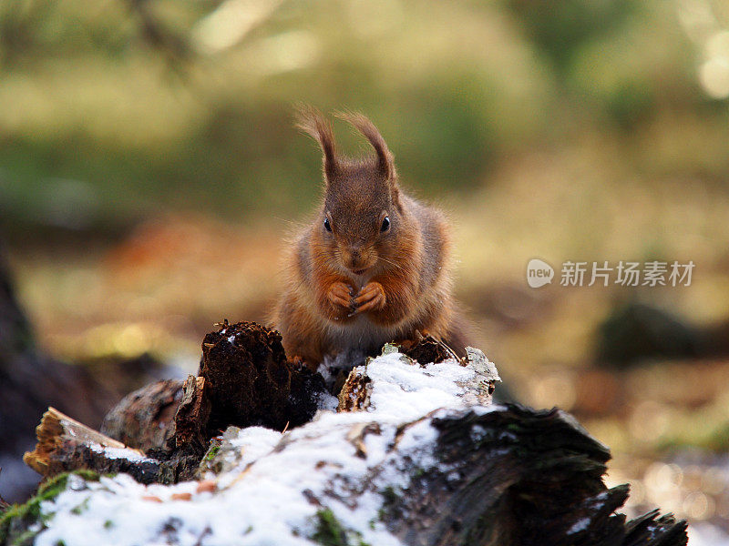 红松鼠(Sciurus vulgaris)，英国